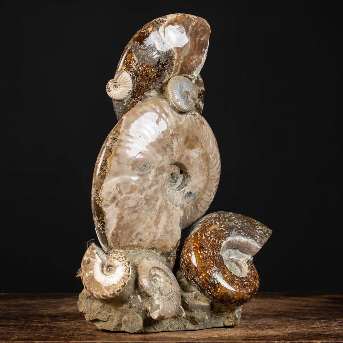 Ammoniti Fossili: Cleoniceras dall'Isola Incantata