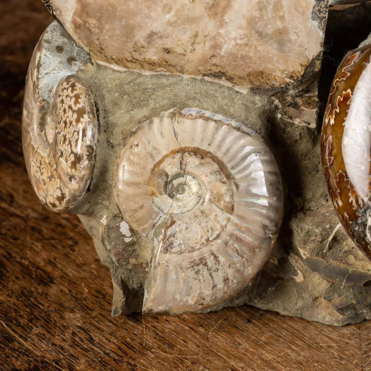 Ammoniti Fossili: Cleoniceras dall'Isola Incantata