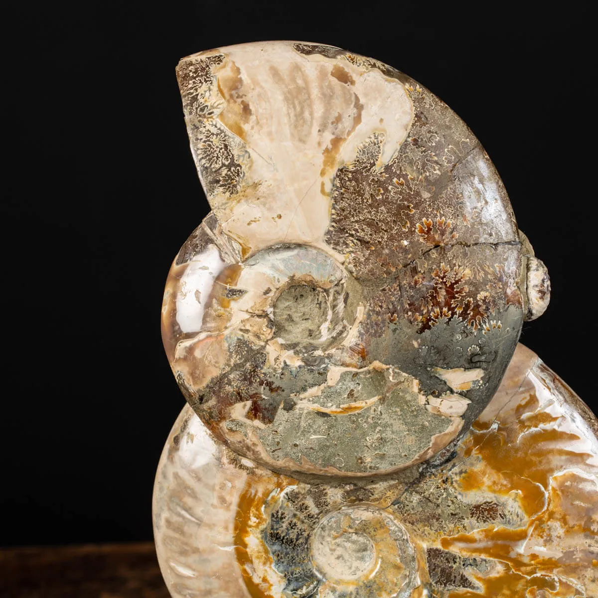 Ammoniti Fossili: Cleoniceras dall'Isola Incantata