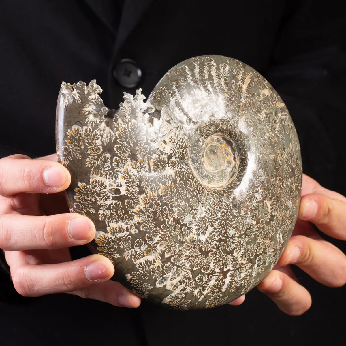 Tesoro del Madagascar: Ammonite Cleoniceras.