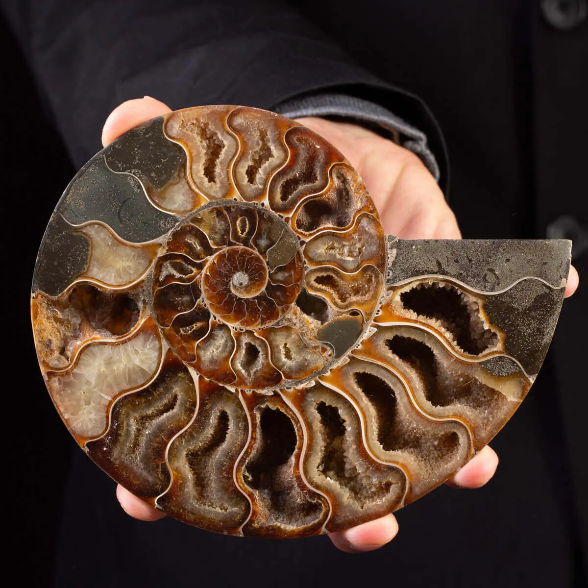 Ammonite del Cretaceo Sezionata.