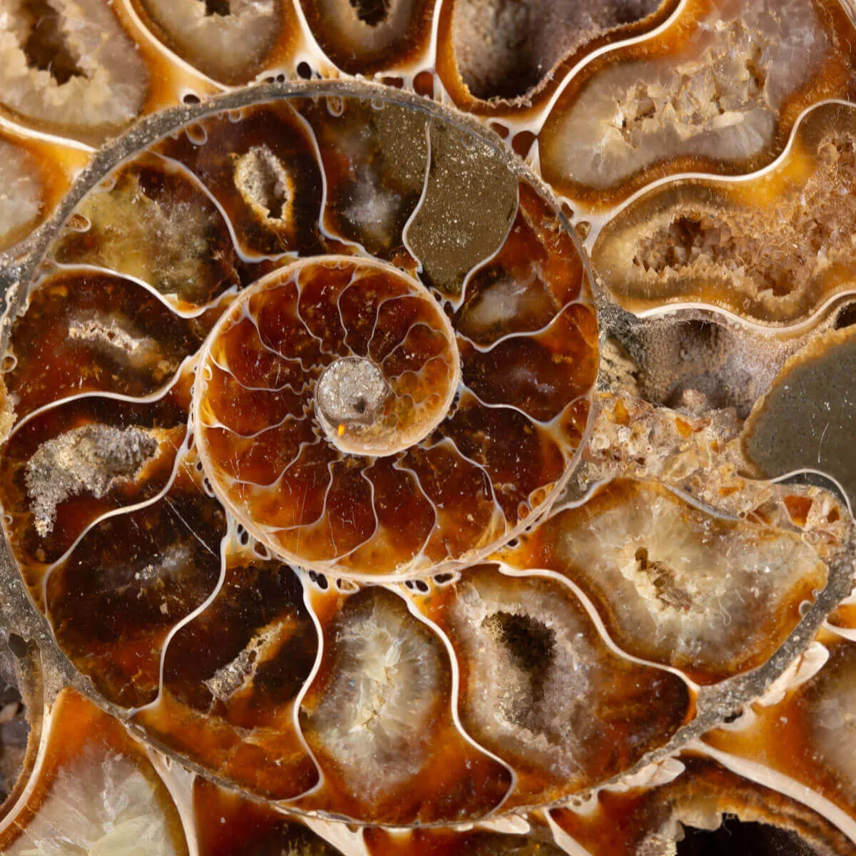 Ammonite del Cretaceo Sezionata.