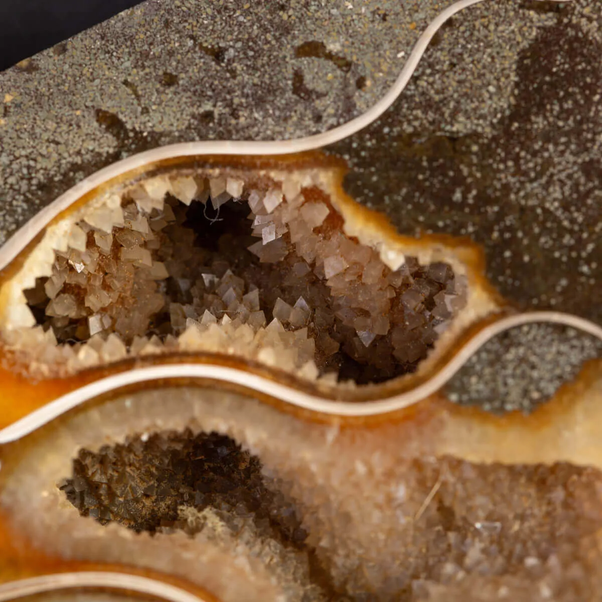 Ammonite del Cretaceo Sezionata.