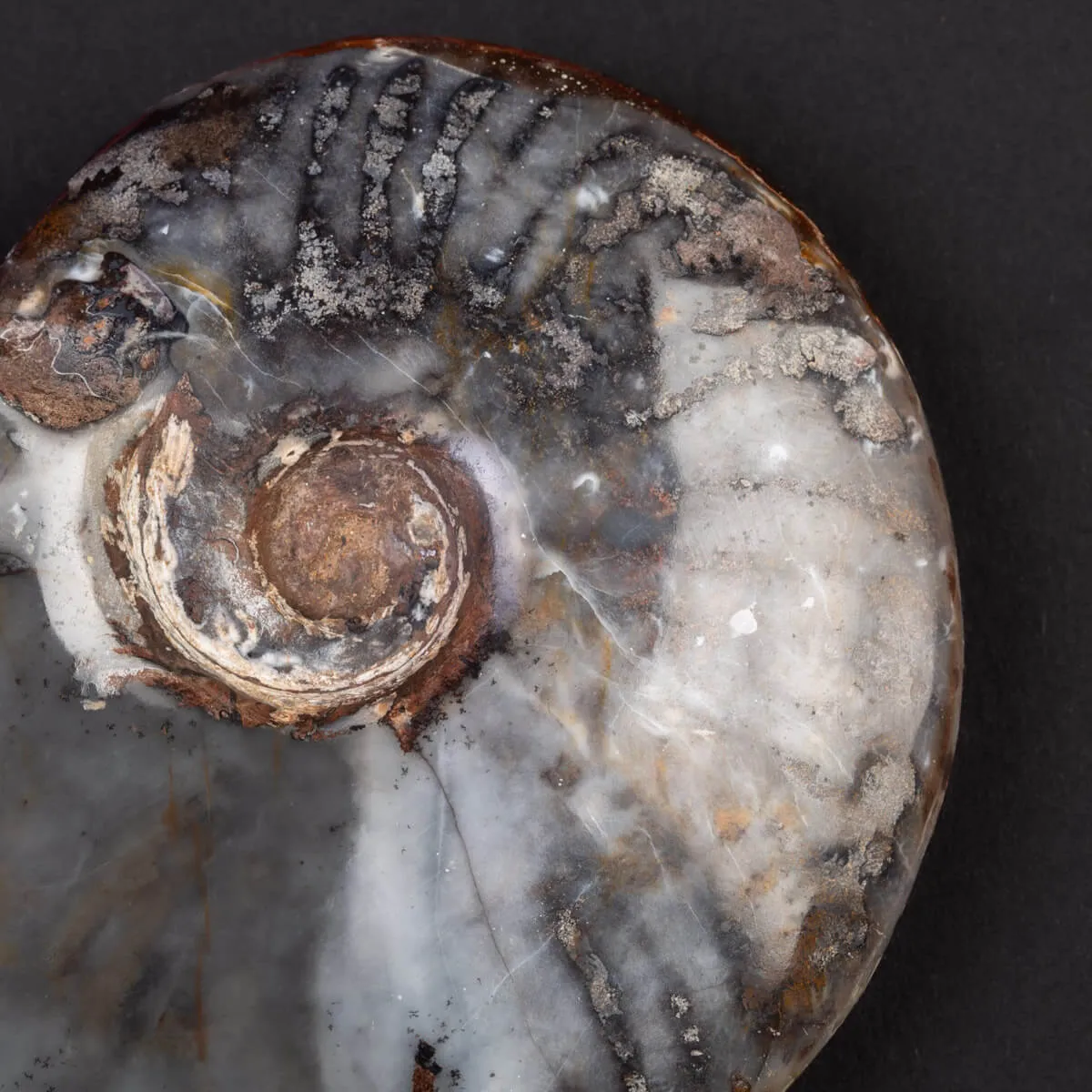 Ammonite Cleoniceras: Ematite e Agata Opalina.
