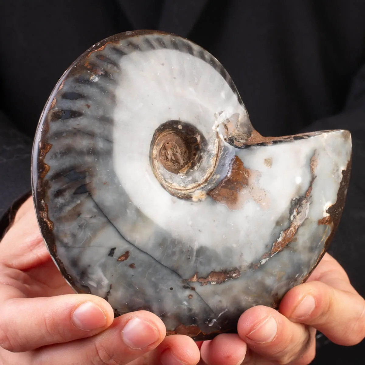 Ammonite Cleoniceras: Ematite e Agata Opalina.