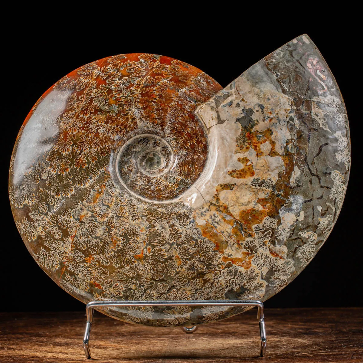 Ammonite Cleoniceras del Madagascar.