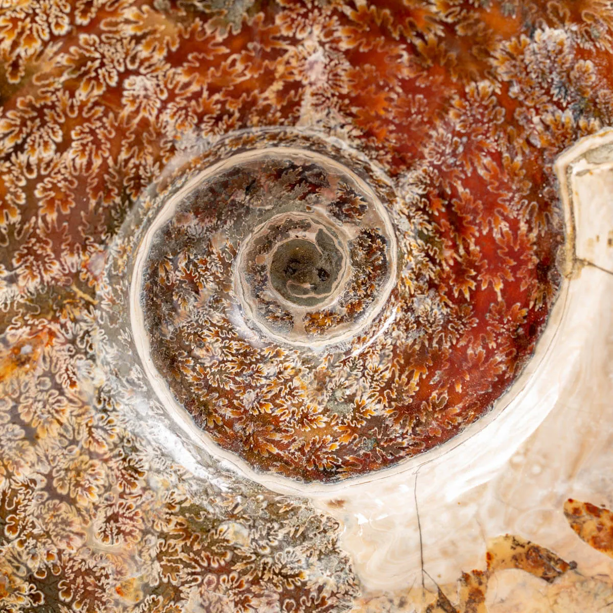 Ammonite Cleoniceras del Madagascar.