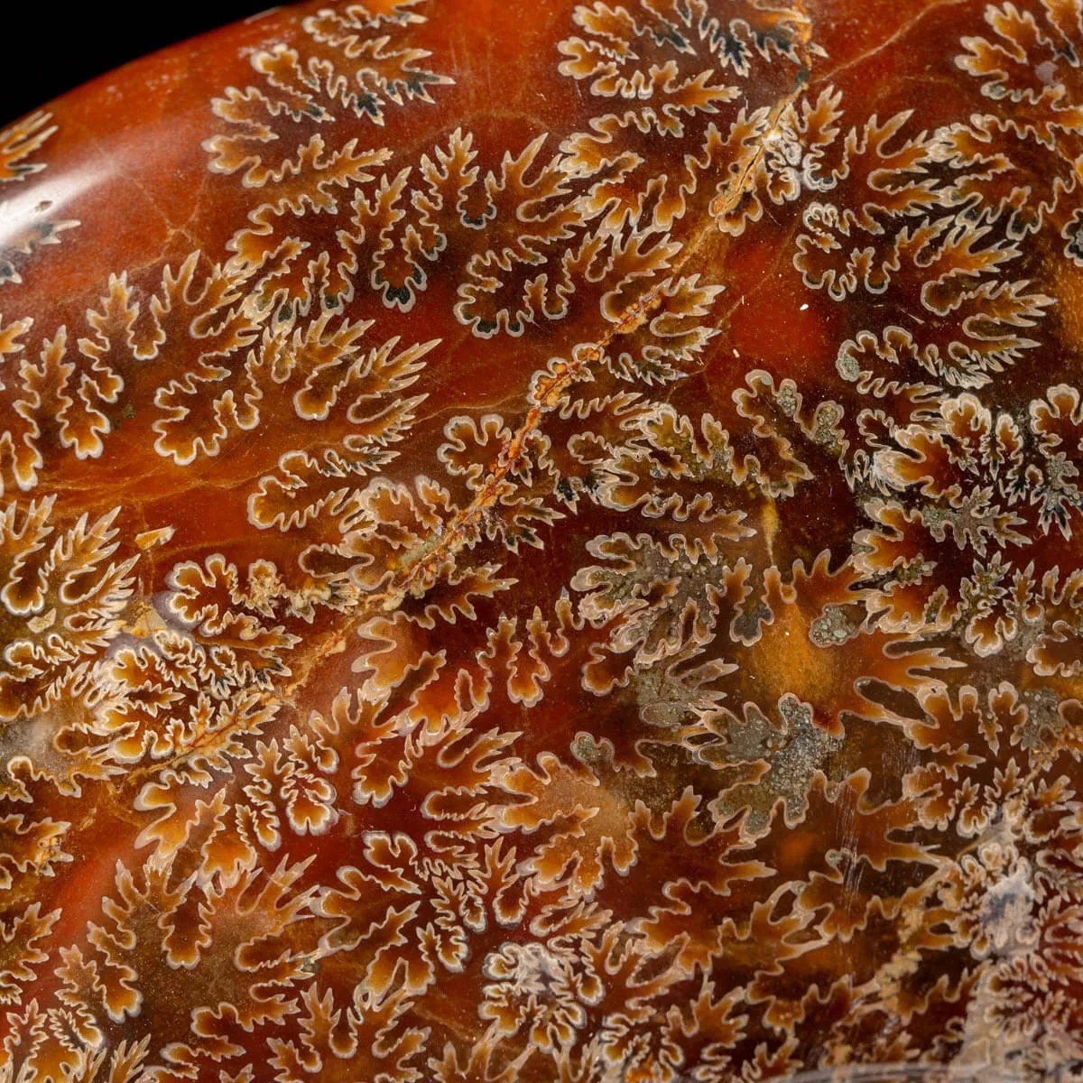 Ammonite Cleoniceras del Madagascar.