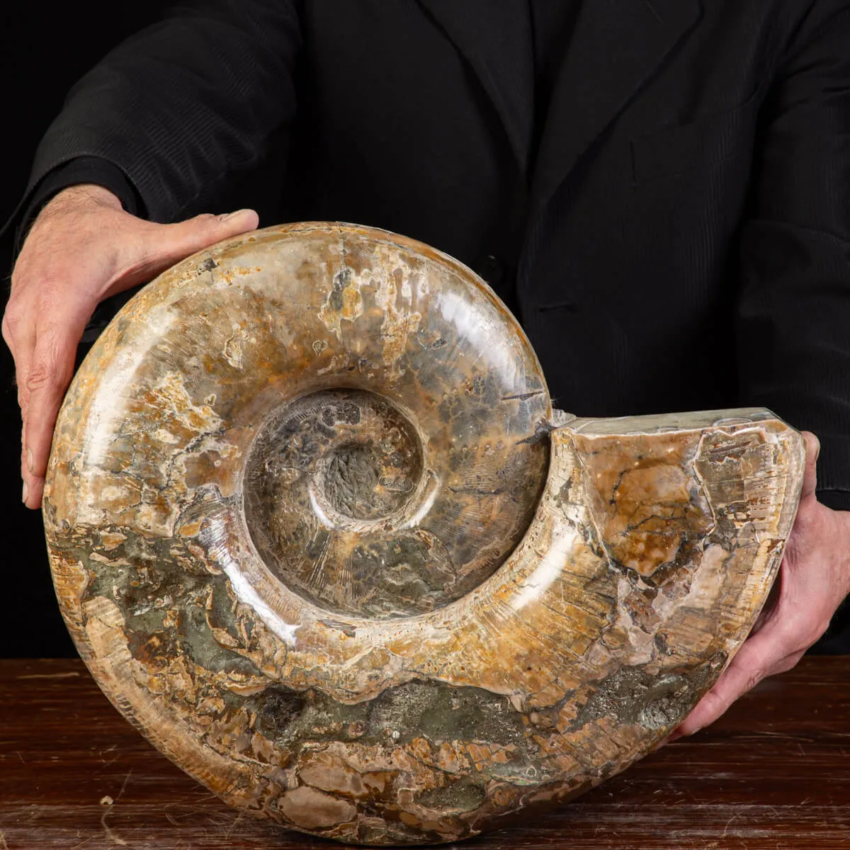 Ammonite Fossile Lytoceras dal Madagascar.