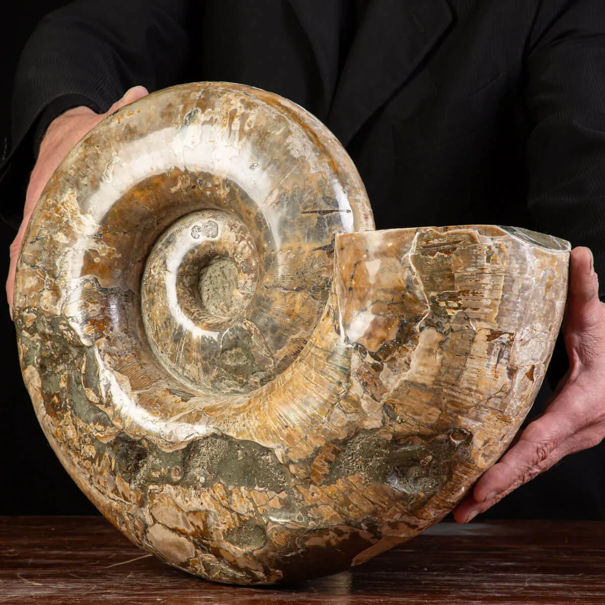 Ammonite Fossile Lytoceras dal Madagascar.