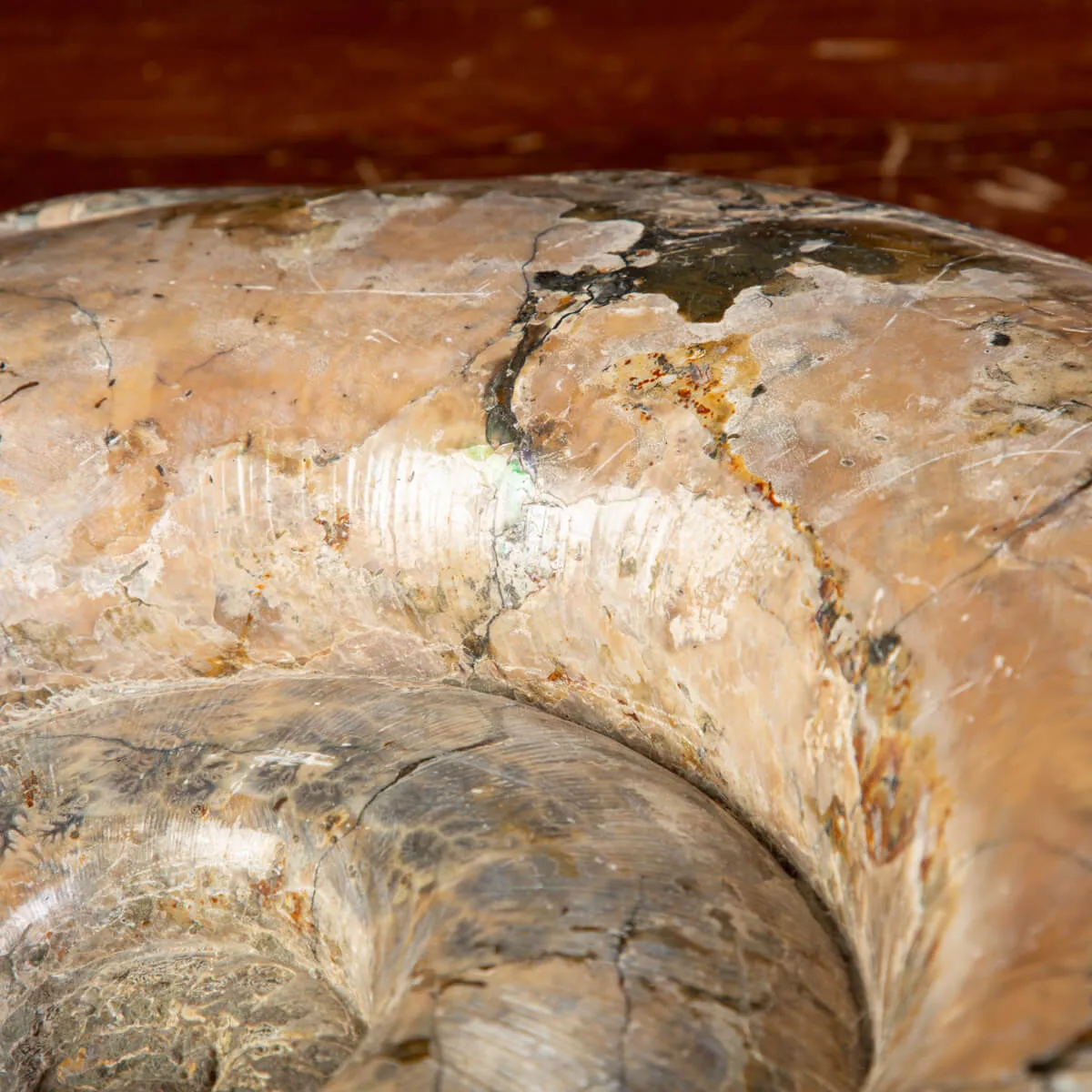 Ammonite Fossile Lytoceras dal Madagascar.