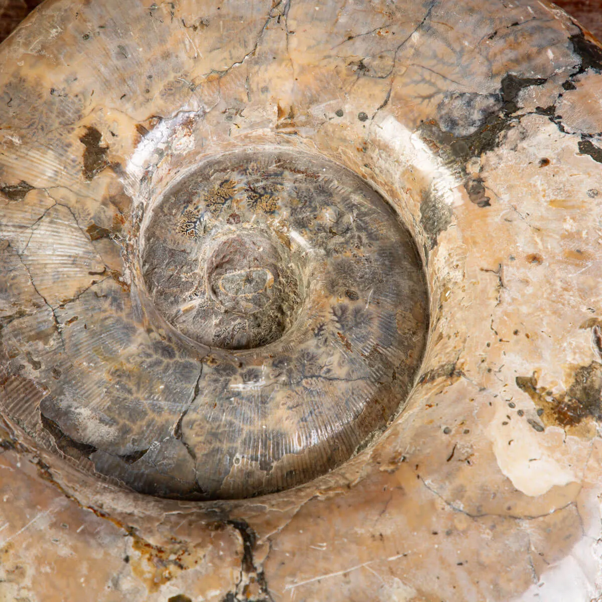 Ammonite Fossile Lytoceras dal Madagascar.