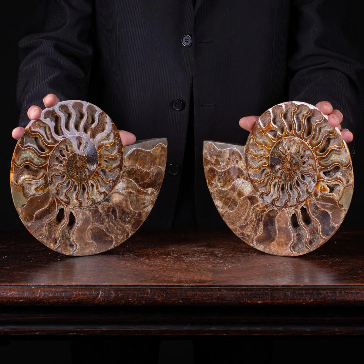 Ammonite Cleoniceras del Madagascar Sezionata: Un Tesoro del Periodo Albiano.
