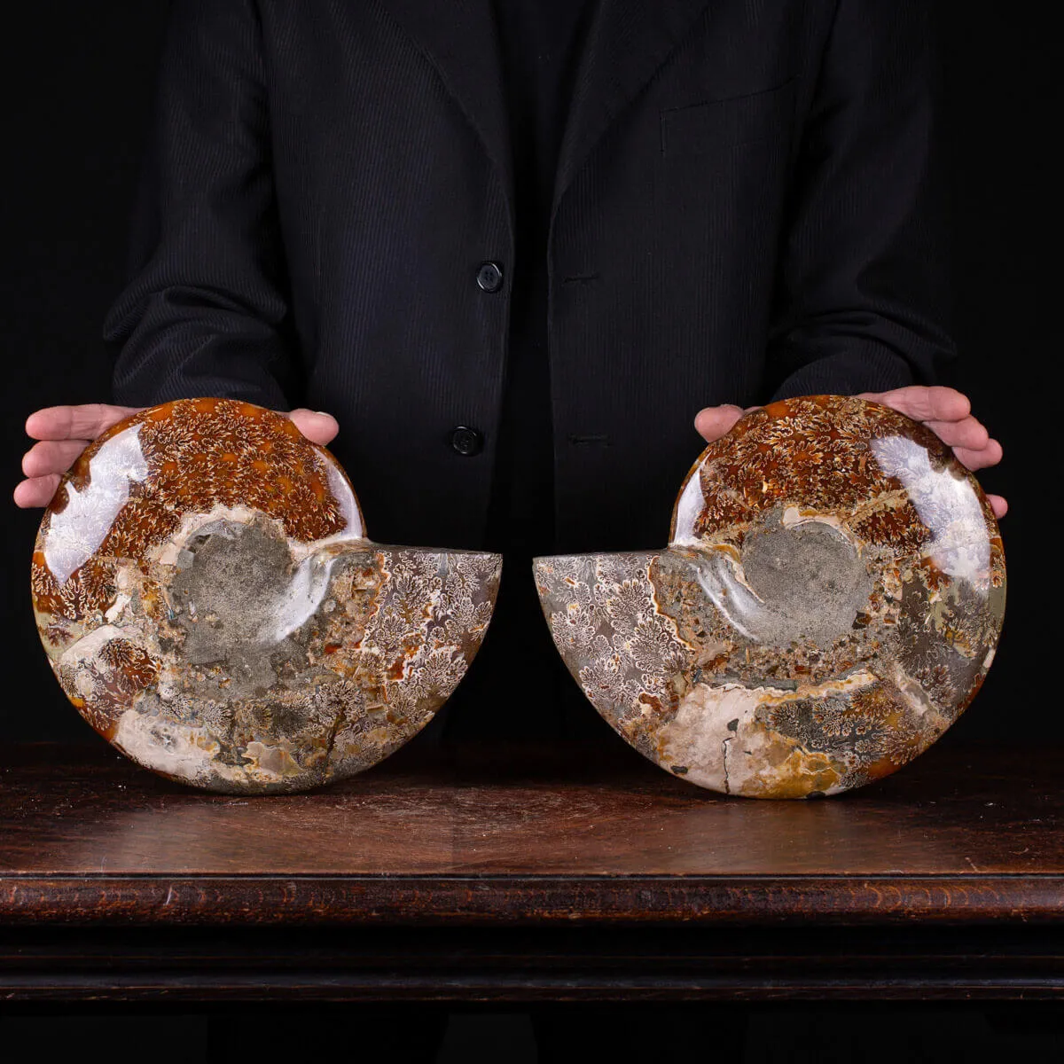 Ammonite Cleoniceras del Madagascar Sezionata: Un Tesoro del Periodo Albiano.