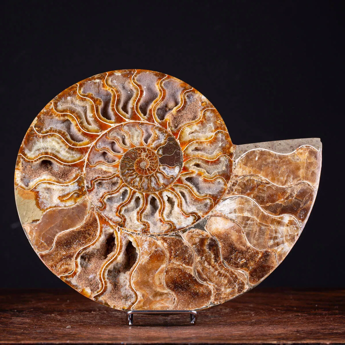 Ammonite Cleoniceras del Madagascar Sezionata: Un Tesoro del Periodo Albiano.