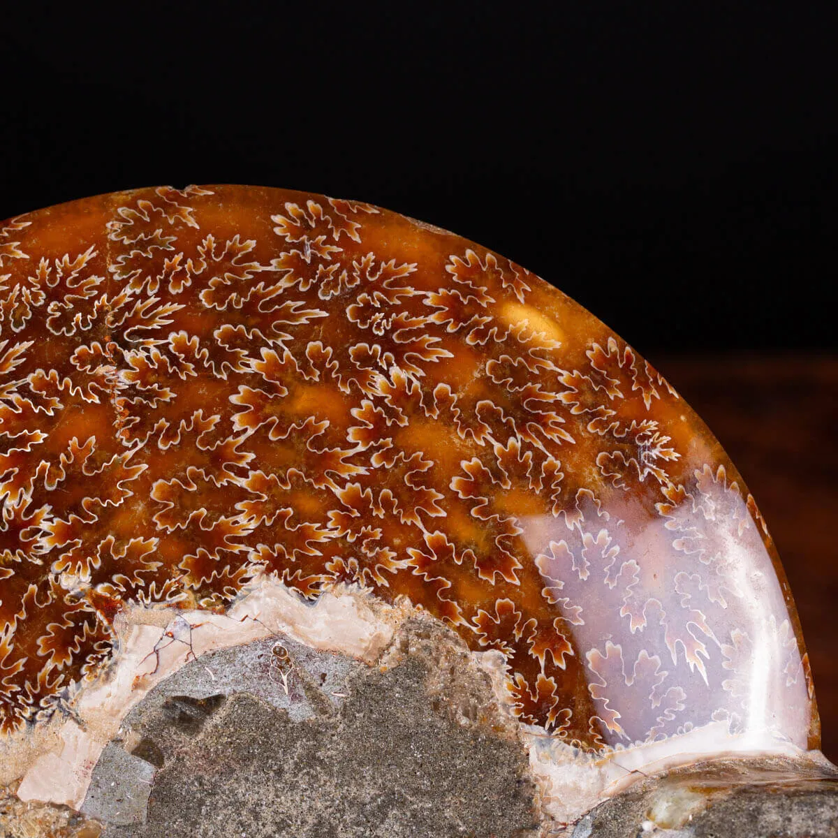 Ammonite Cleoniceras del Madagascar Sezionata: Un Tesoro del Periodo Albiano.