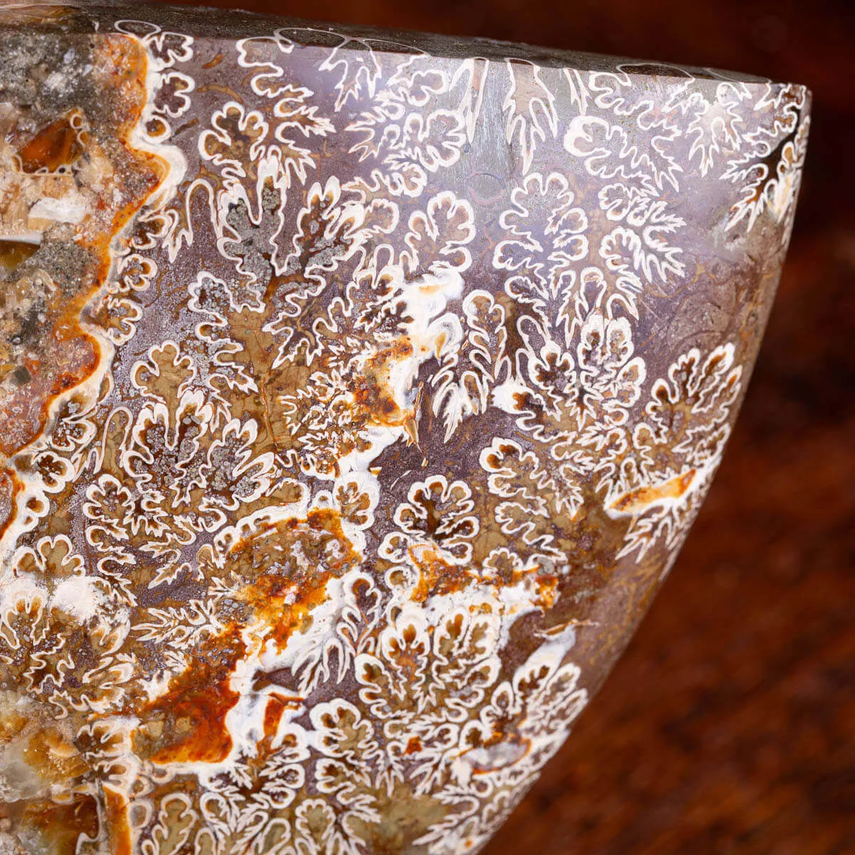 Ammonite Cleoniceras del Madagascar Sezionata: Un Tesoro del Periodo Albiano.