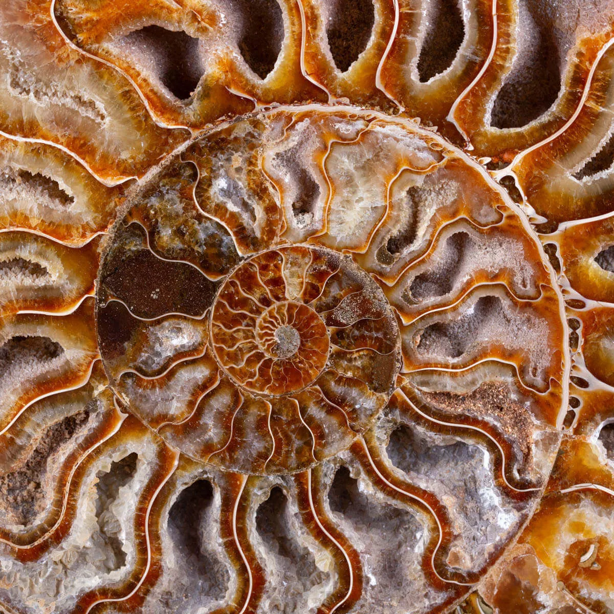 Ammonite Cleoniceras del Madagascar Sezionata: Un Tesoro del Periodo Albiano.
