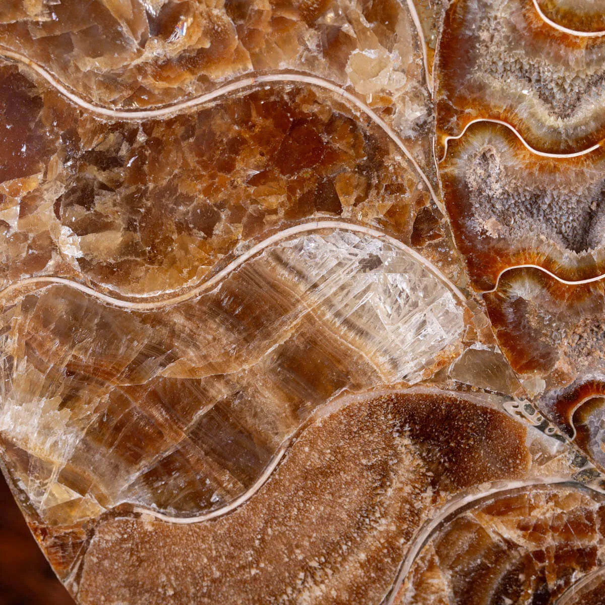 Ammonite Cleoniceras del Madagascar Sezionata: Un Tesoro del Periodo Albiano.