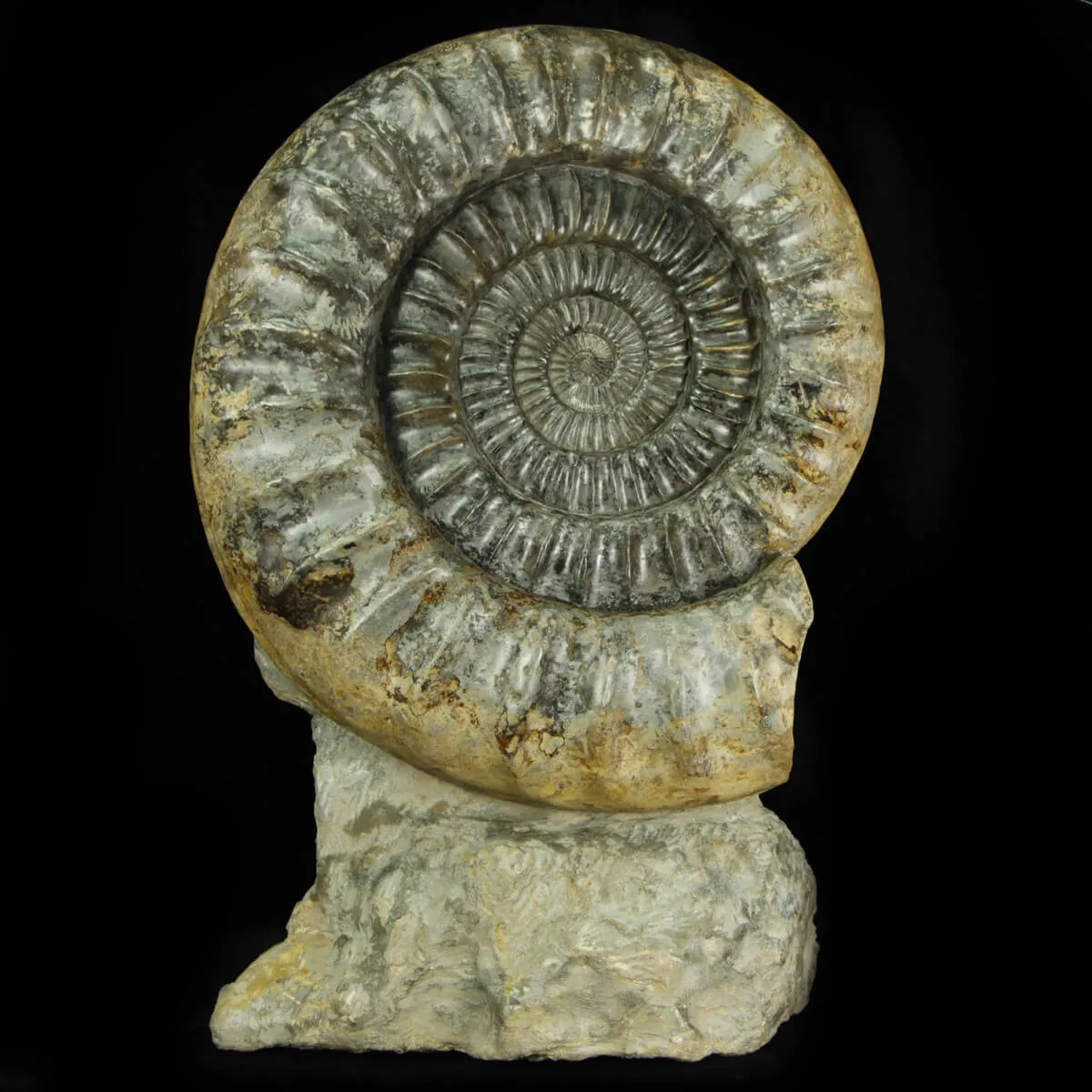 Ammonite Arietites Bucklandi