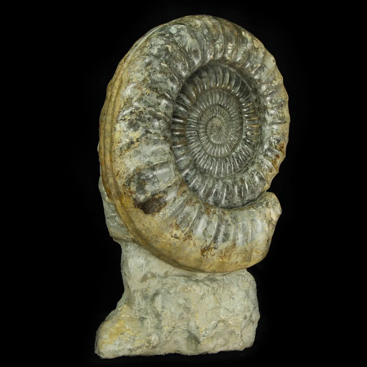 Ammonite Arietites Bucklandi