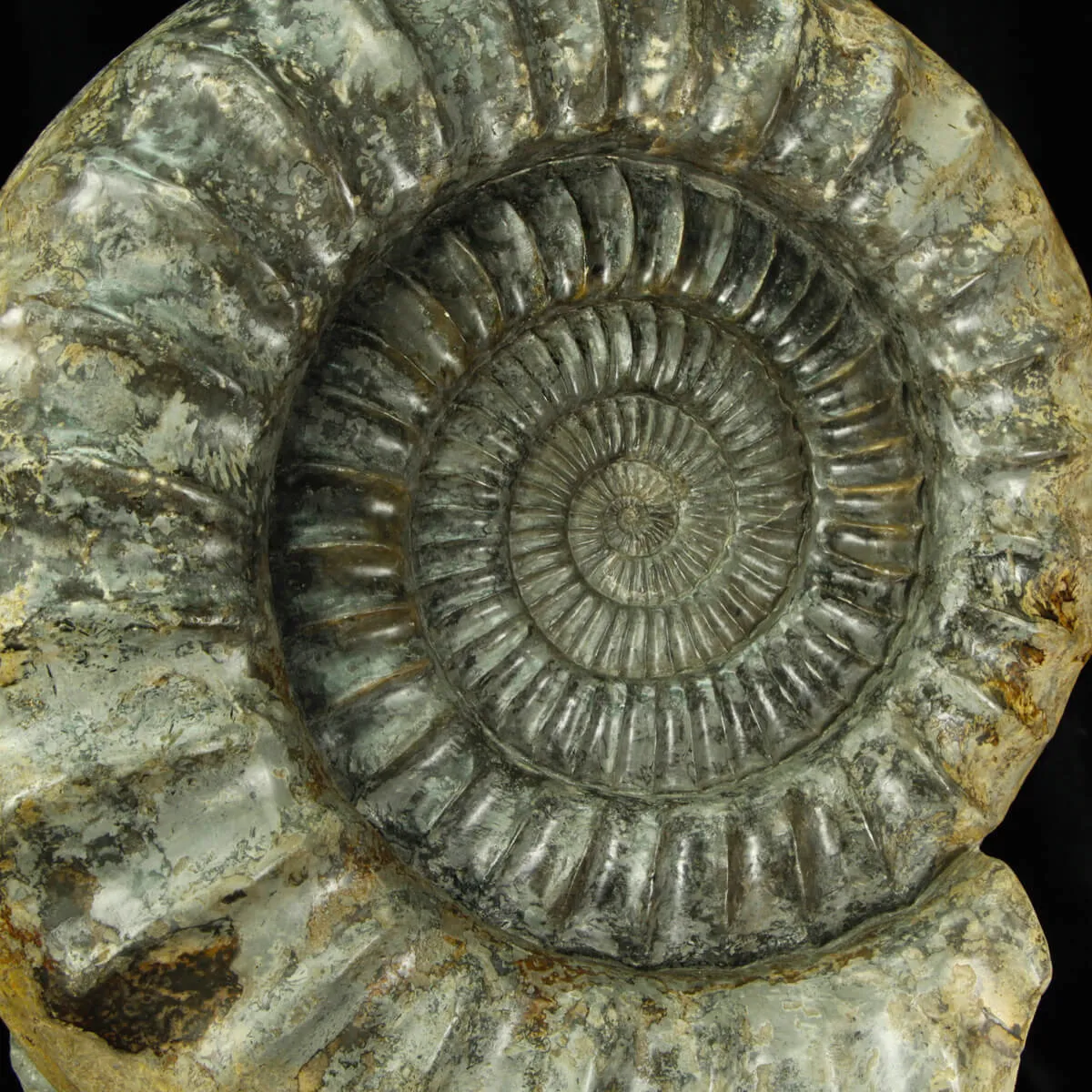 Ammonite Arietites Bucklandi