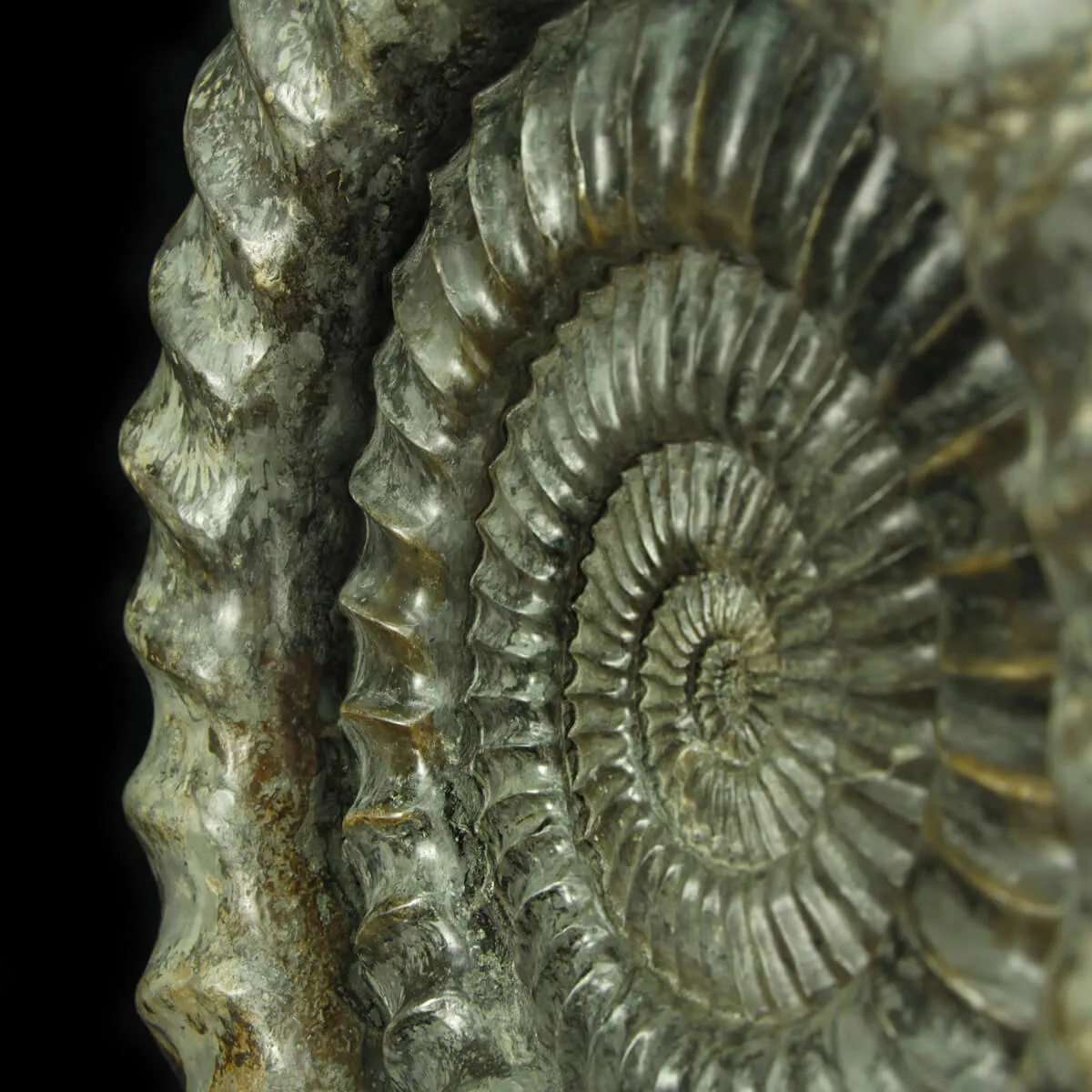 Ammonite Arietites Bucklandi