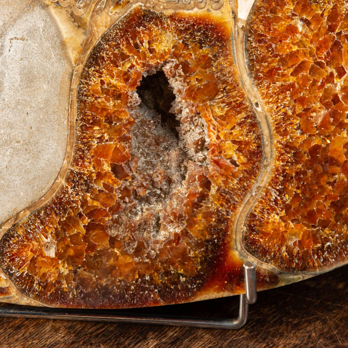 Ammonite Cleoniceras