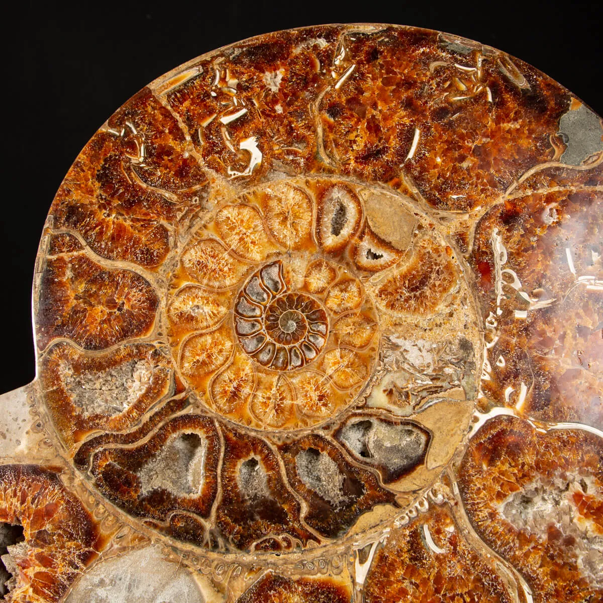 Ammonite Cleoniceras