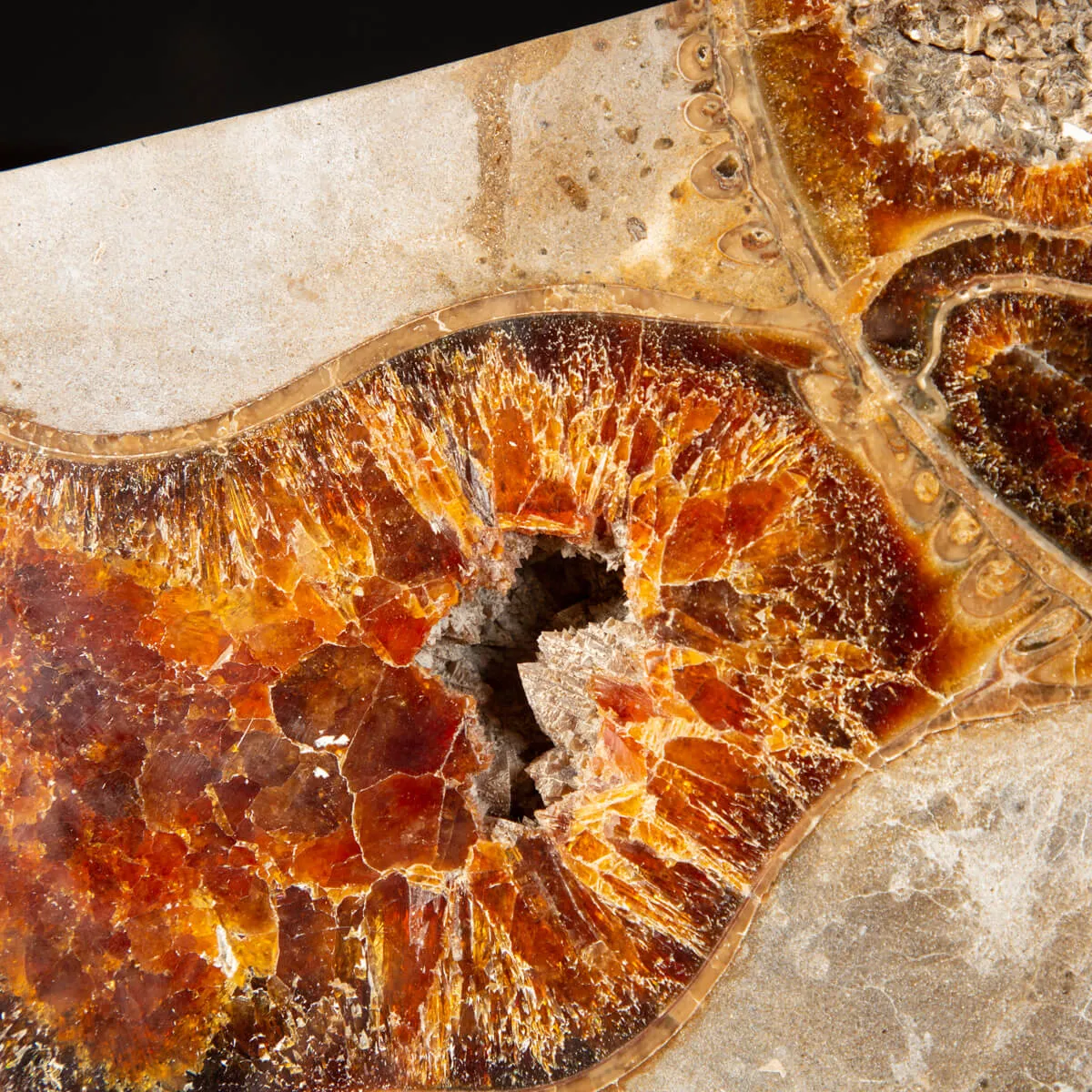 Ammonite Cleoniceras