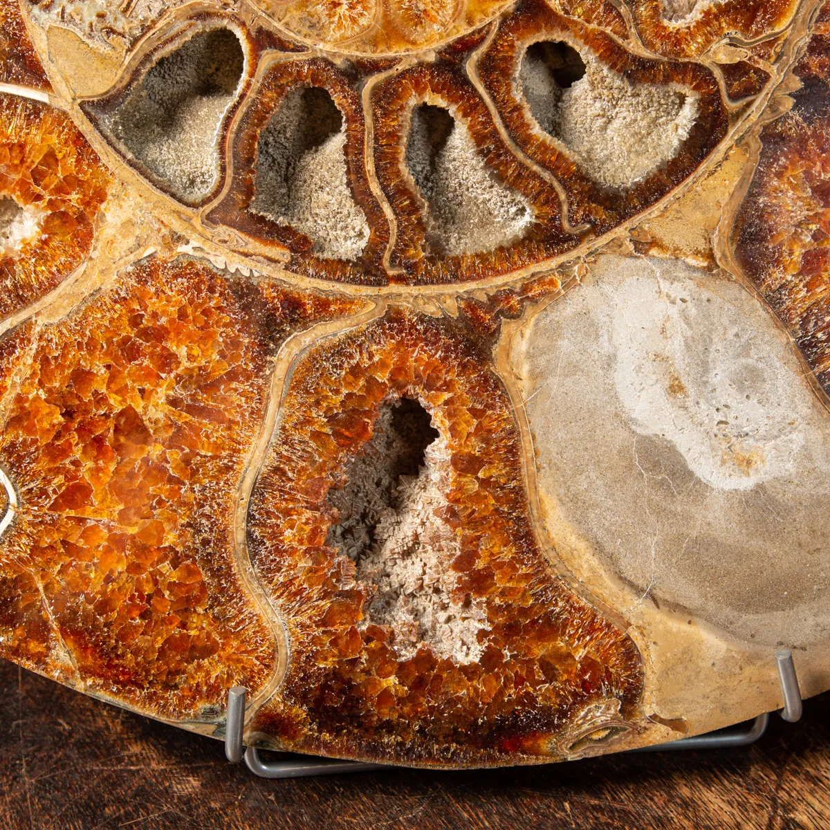 Ammonite Cleoniceras