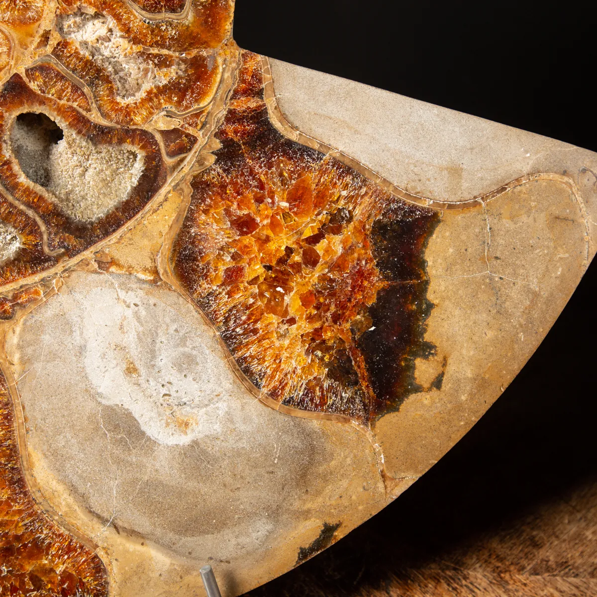 Ammonite Cleoniceras