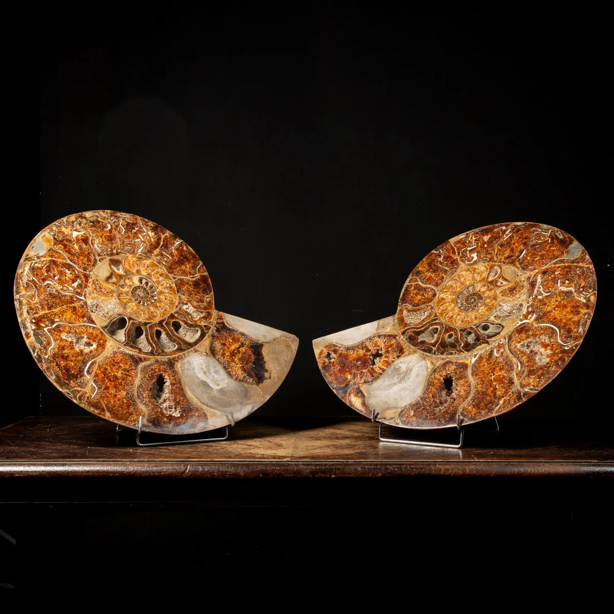 Ammonite Cleoniceras