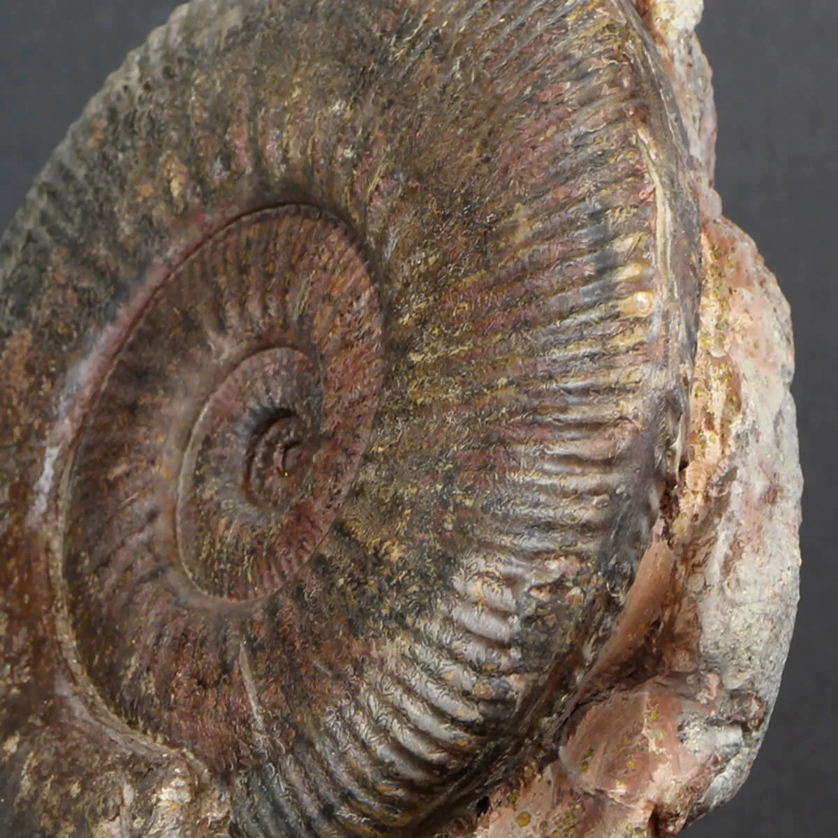 Ammonite Hammatoceras