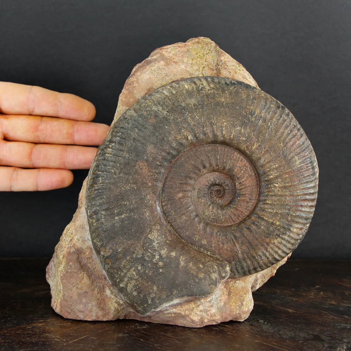 Ammonite Hammatoceras
