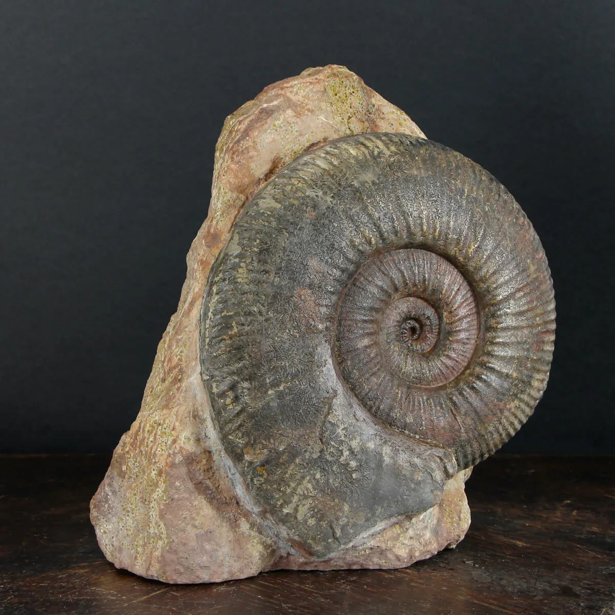 Ammonite Hammatoceras