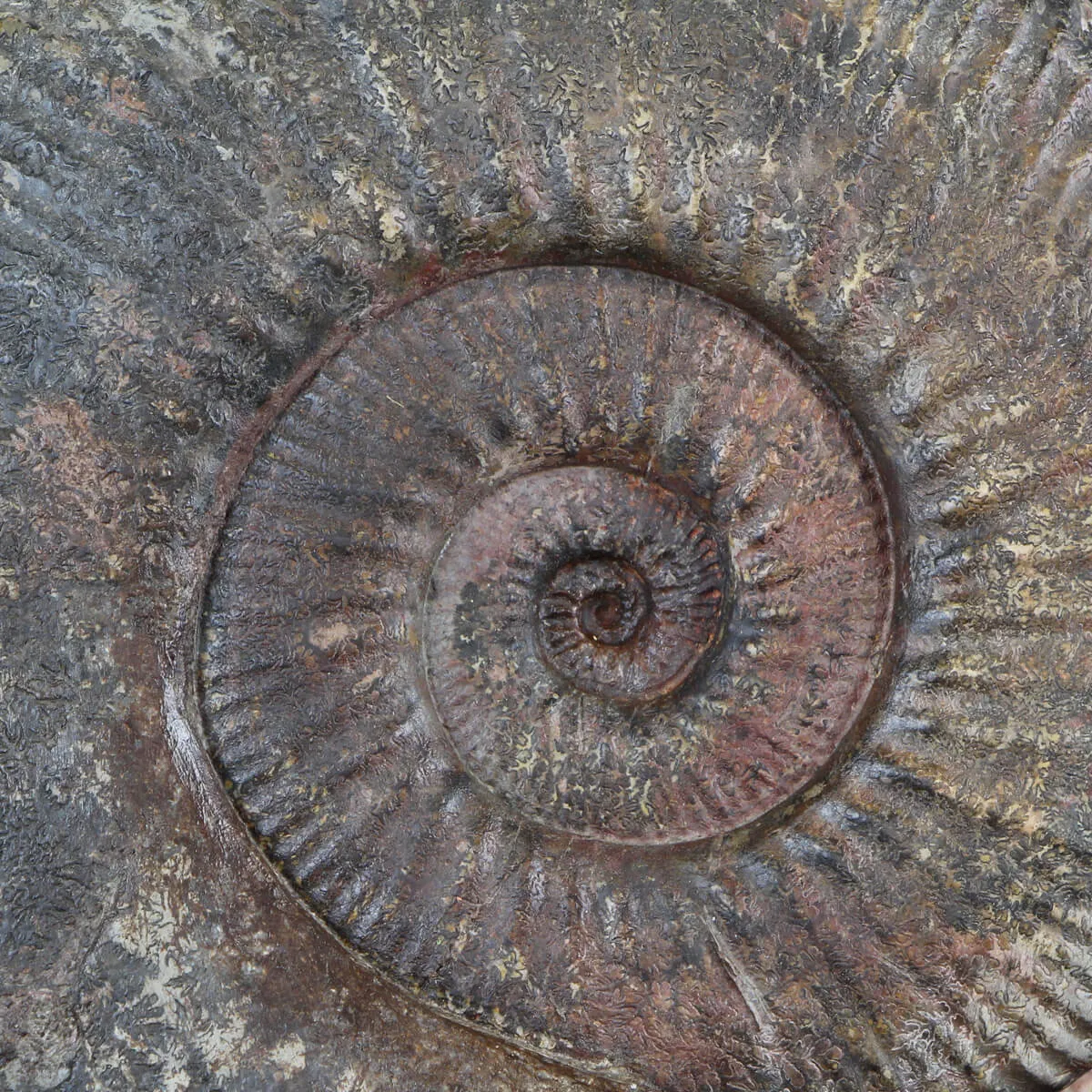 Ammonite Hammatoceras