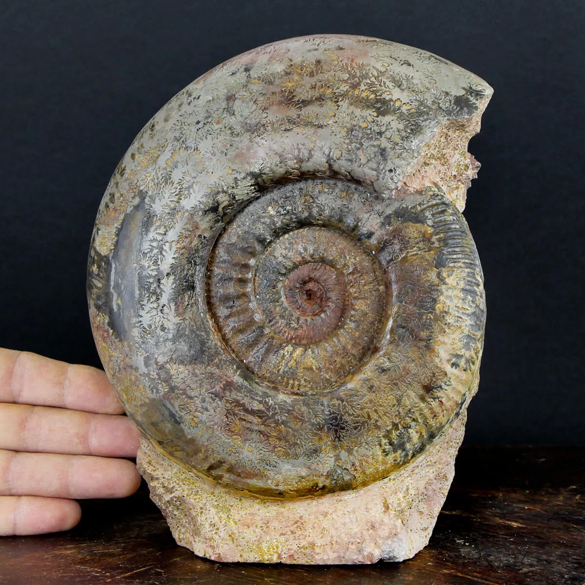 Ammonite Hammatoceras