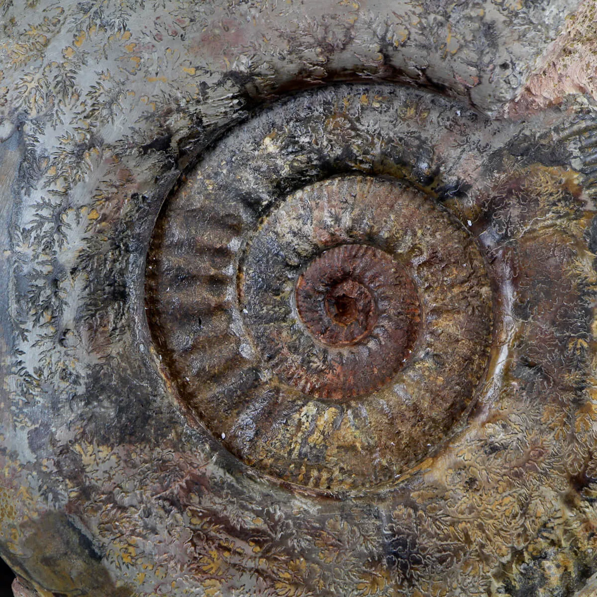 Ammonite Hammatoceras
