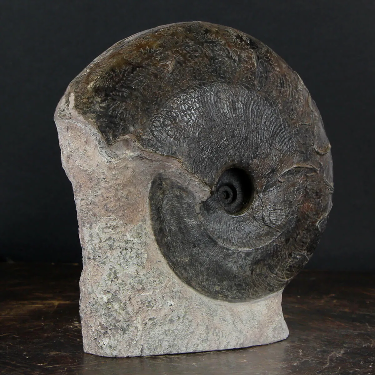 Ammonite Harpoceras