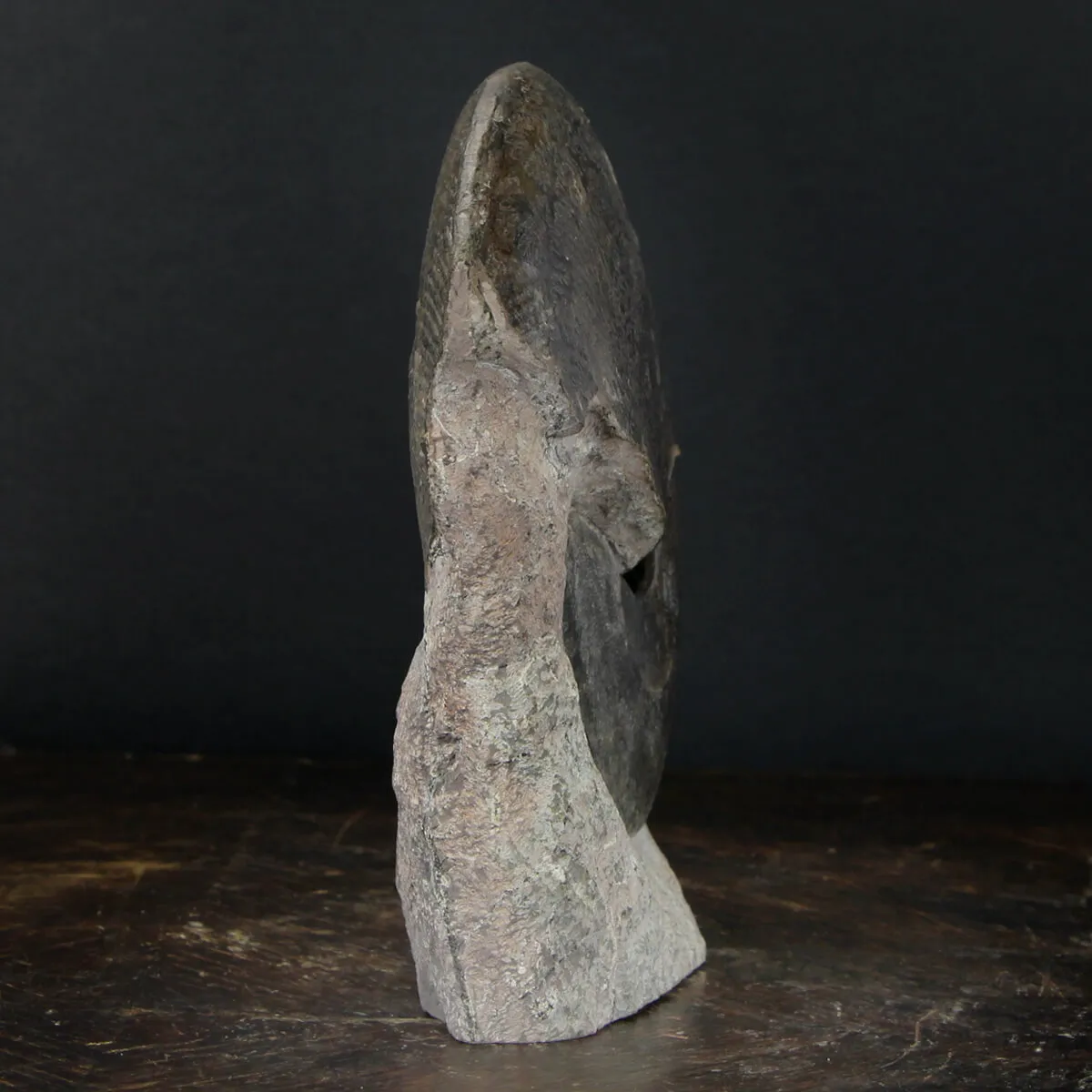 Ammonite Harpoceras