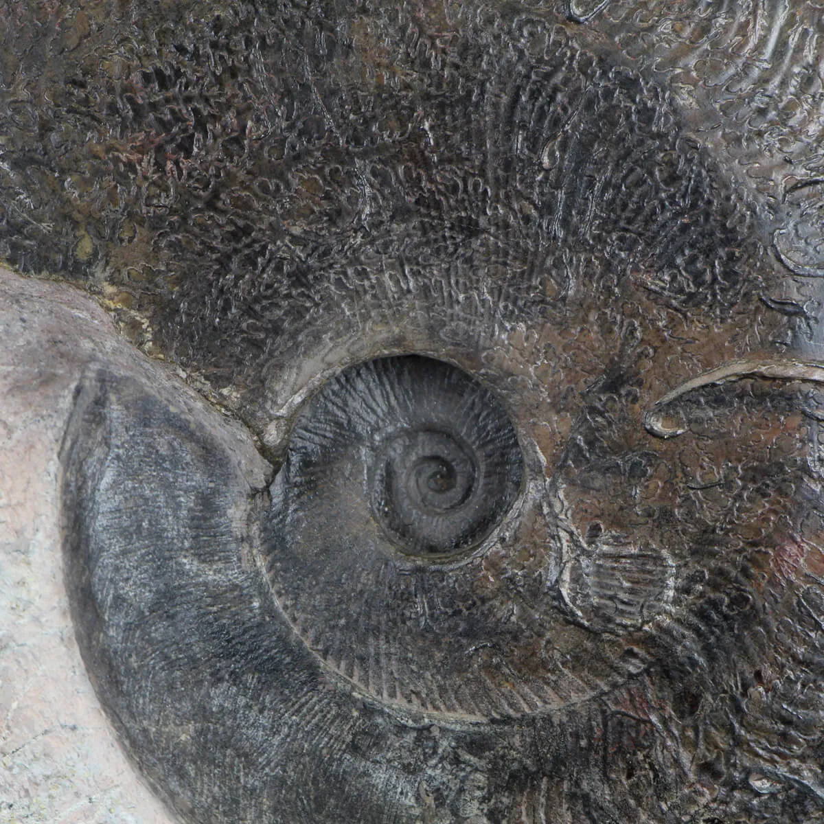 Ammonite Harpoceras
