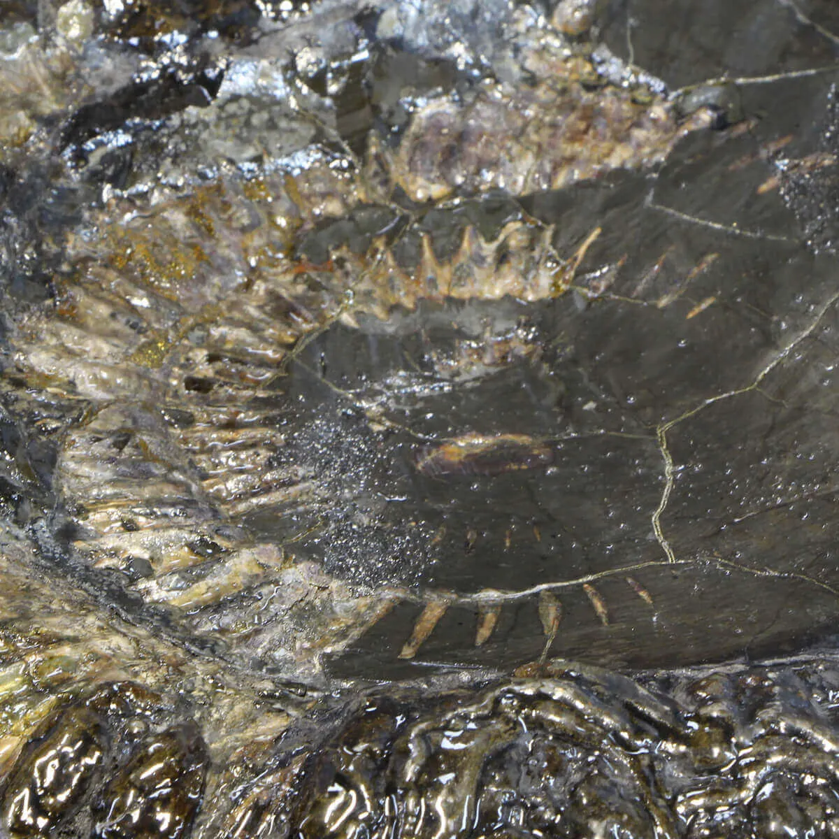 Ammonite Speetoniceras Versicolar