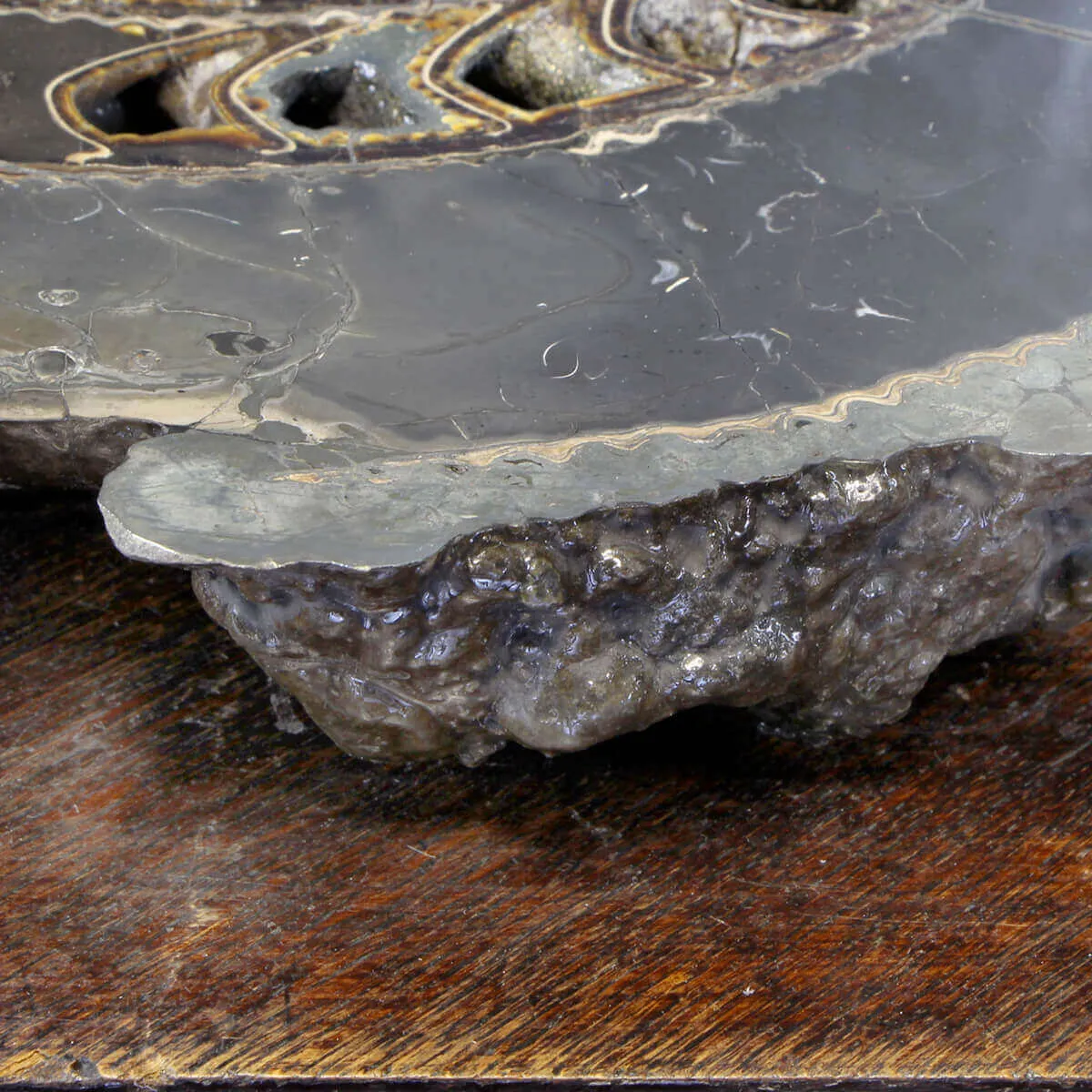 Ammonite Speetoniceras Versicolar
