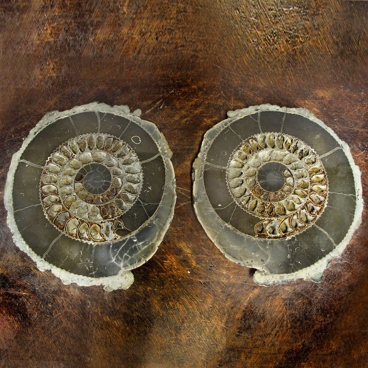 Ammonite Speetoniceras Versicolar