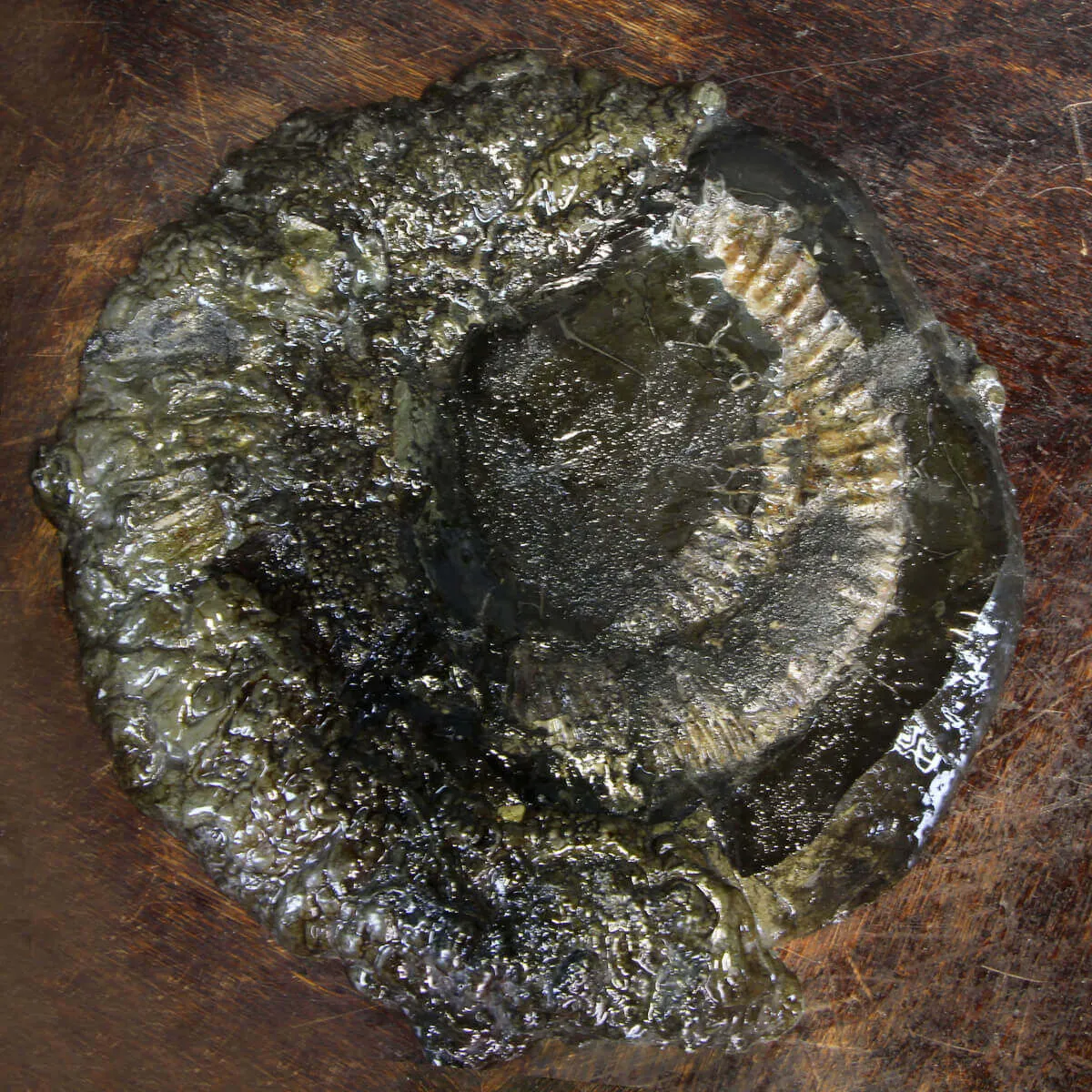 Ammonite Speetoniceras Versicolar