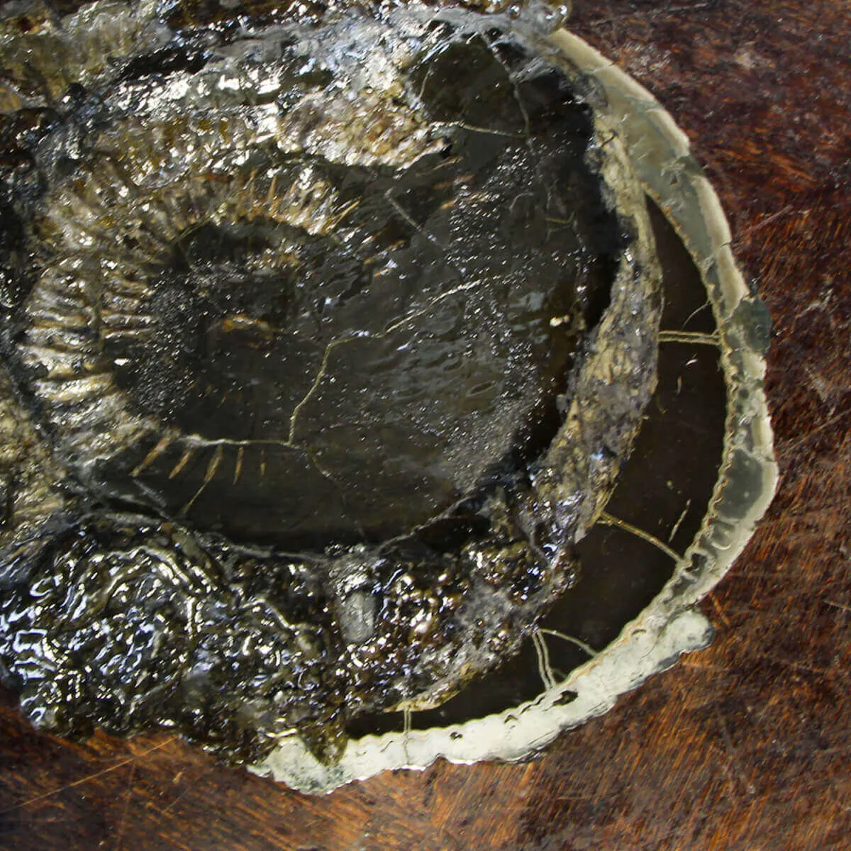 Ammonite Speetoniceras Versicolar