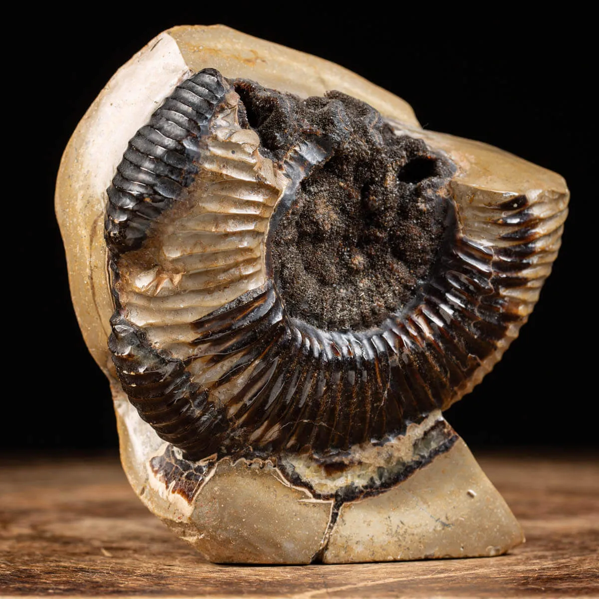 Ammonite Fossile in Nodulo di  Septaria