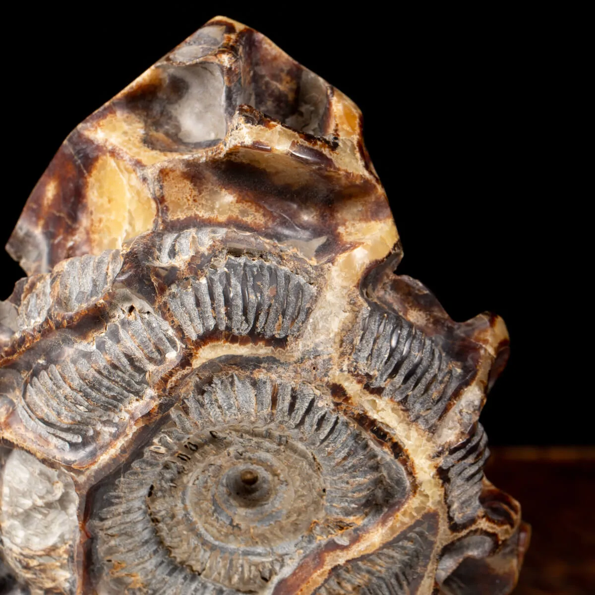 Ammonite Douvilleiceras su Septaria