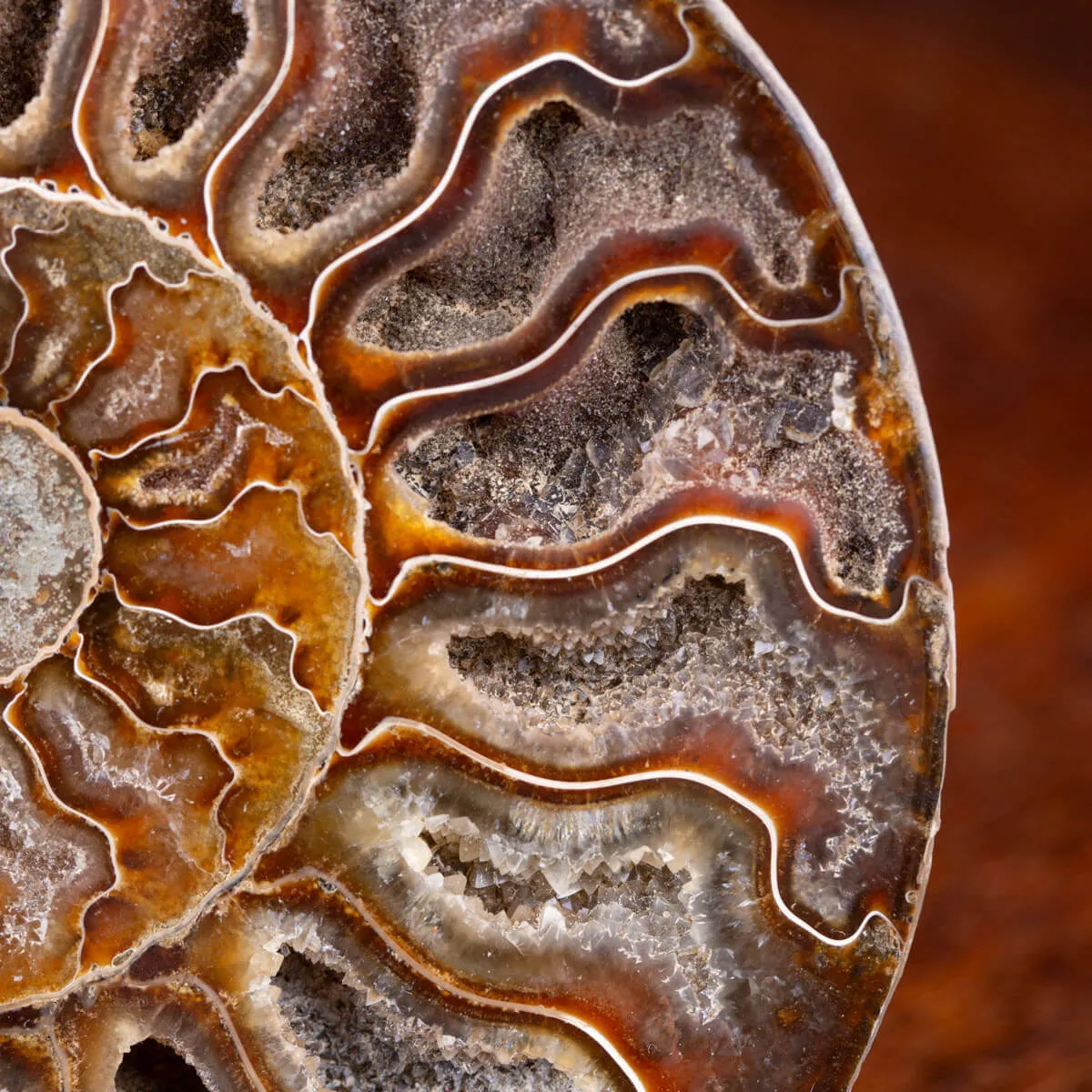 Ammonite Cleoniceras sezionata